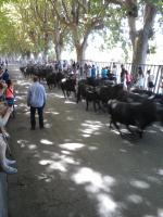 les 50 toros dansla rue